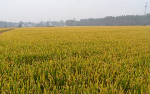 植保無人機(jī)的新技能-播種，10分鐘播完5畝地