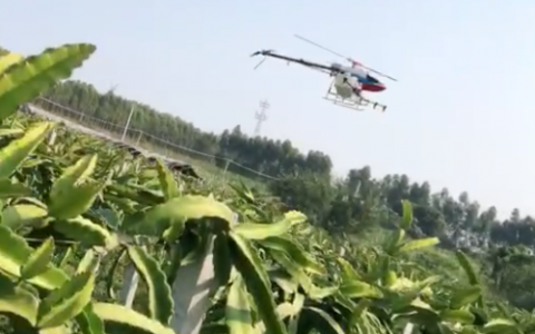 利用植保無(wú)人機(jī)防控火龍果病蟲(chóng)害