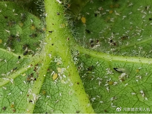 農(nóng)藥混打的原因插圖1 不同作用機理農(nóng)藥混配效果更好