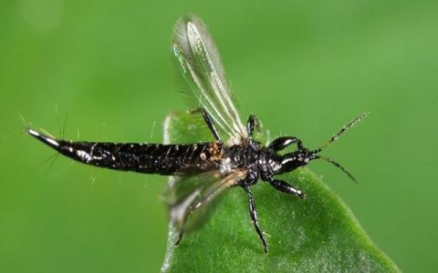植保飛防：5月各類(lèi)薊馬大爆發(fā)，該如何防治？