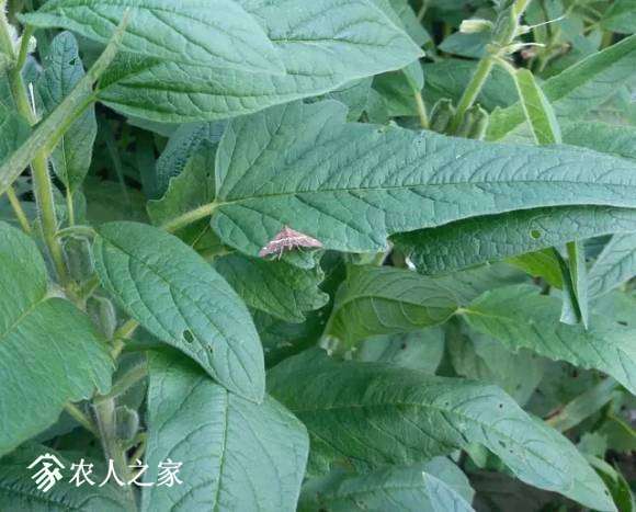 無人機陜西富平縣芝麻飛防作業(yè)插圖1 芝麻飛防作業(yè)