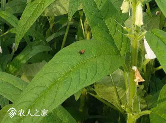 無人機陜西富平縣芝麻飛防作業(yè)插圖2 芝麻作業(yè)地進行防效調(diào)查