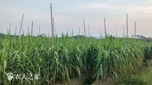 大疆打藥無人機MG-1S復雜環(huán)境下甘蔗的飛防作業(yè)插圖 大疆打藥無人機MG-1S復雜環(huán)境下甘蔗的飛防作業(yè)