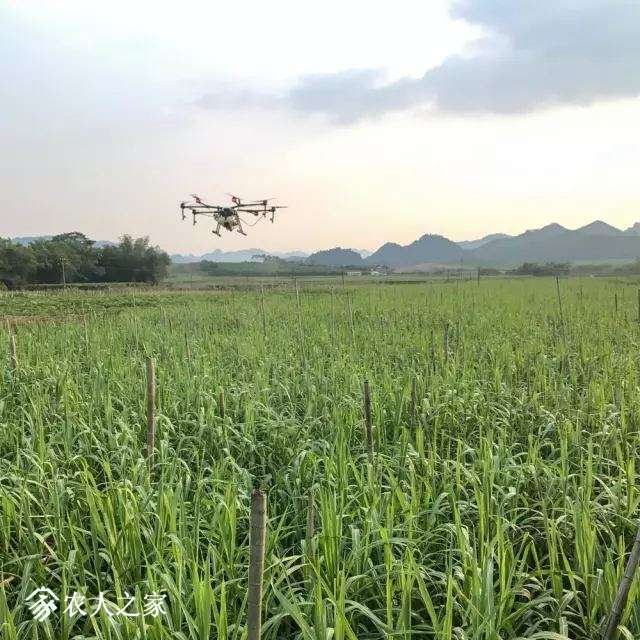大疆打藥無人機MG-1S復雜環(huán)境下甘蔗的飛防作業(yè)插圖1 大疆打藥無人機MG-1S復雜環(huán)境下甘蔗的飛防作業(yè)