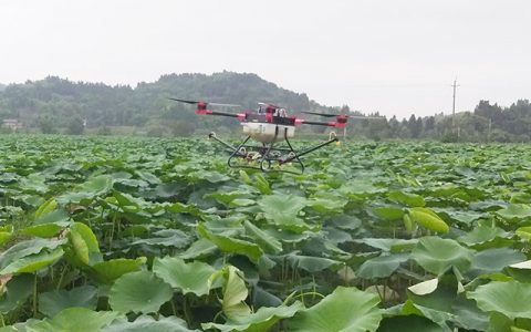 四川安岳：植保無(wú)人機(jī)飛進(jìn)蓮田噴灑農(nóng)藥