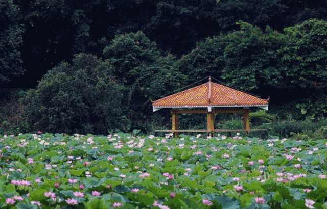 植保無(wú)人機(jī)守護(hù)荷花插圖 植保無(wú)人機(jī)守護(hù)荷花