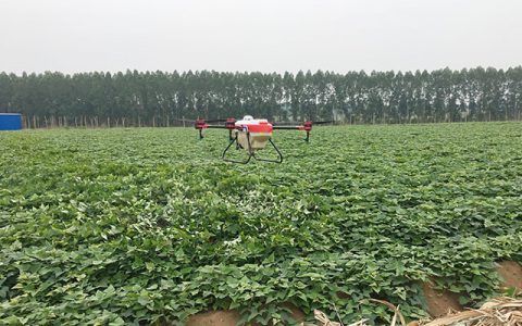 湛江：植保無人機紅薯地噴灑農藥防治蟲害
