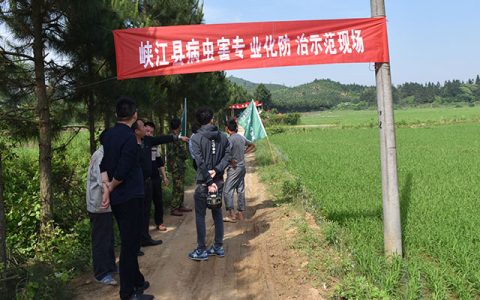 峽江縣使用植保無人機開展水稻病蟲統(tǒng)防統(tǒng)治