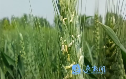 2022小麥無人機(jī)噴灑農(nóng)藥價(jià)格（小麥無人機(jī)打藥價(jià)格表）